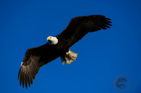 Eagles